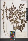 Foto von Salix caprea L. x Salix repens L.
